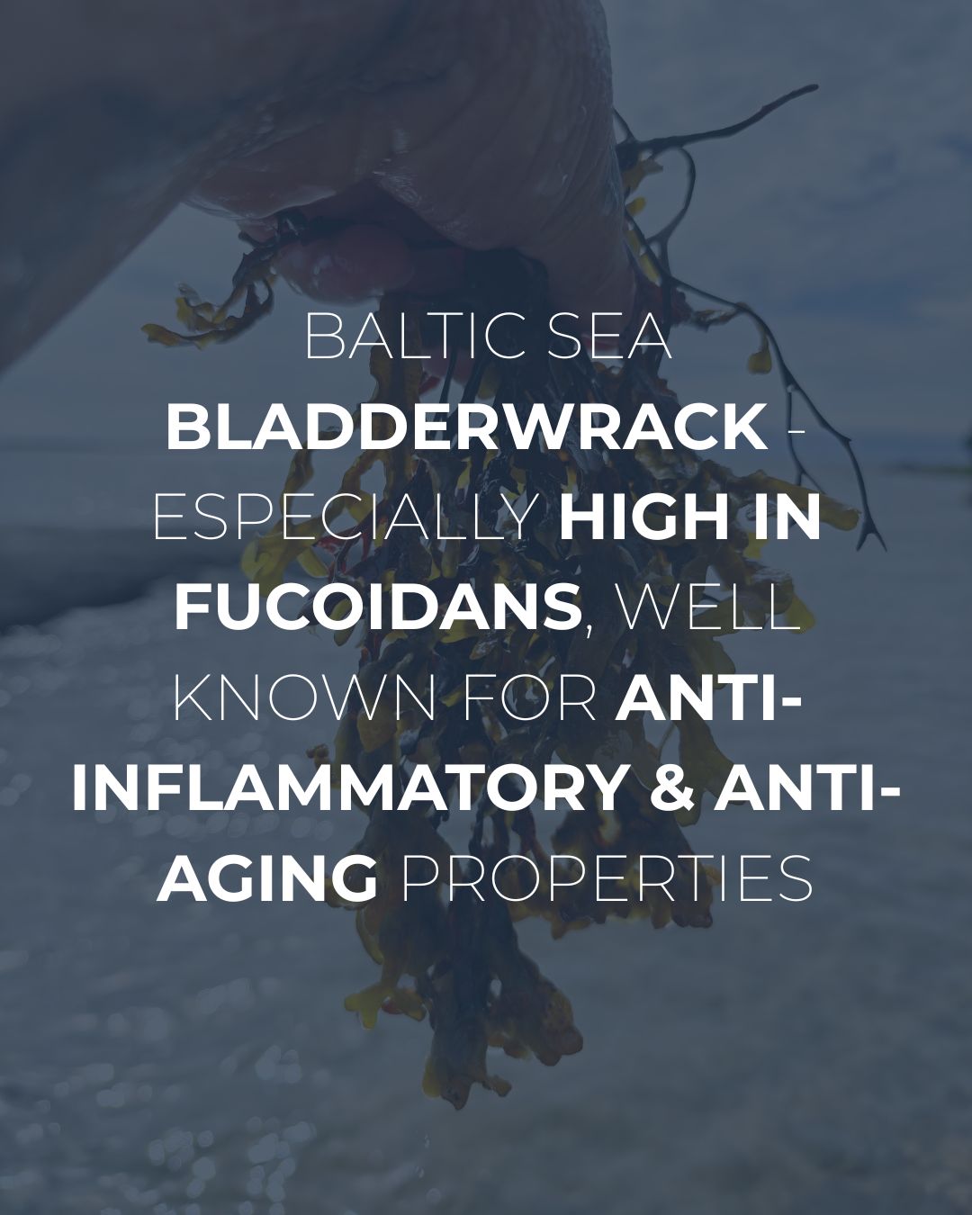 Baltic Bladderwrack: A Cleaner, More Nutrient-Dense Foundation for Modern Nordic Skincare