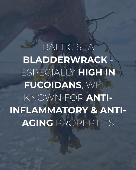 Baltic Bladderwrack: A Cleaner, More Nutrient-Dense Foundation for Modern Nordic Skincare