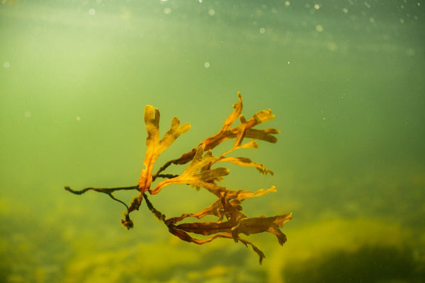 A New Skincare Powerhouse Is Coming From Finland — Baltic Sea Bladderwrack Breaks Bioactivity Records
