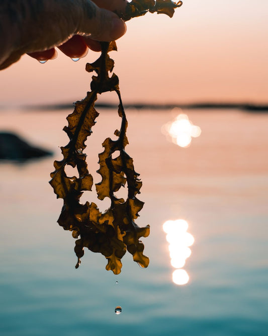 Bladderwrack – The Treasure of the Nordic Archipelago for Your Skin